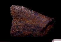 藏品(牛右肱下端)的圖片